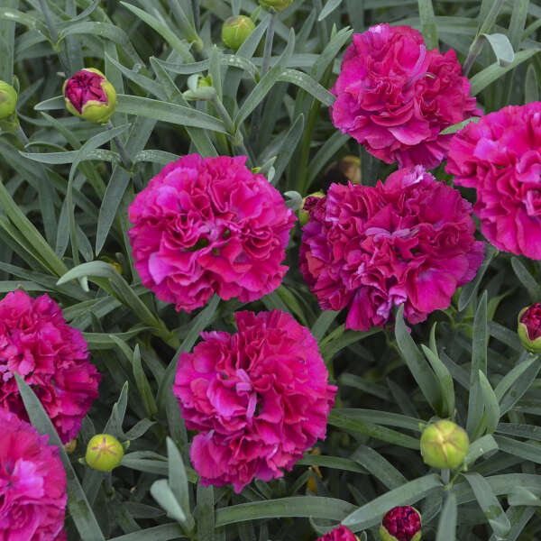 Fruit Punch® 'Funky Fuchsia' Pinks (Dianthus hybrid)