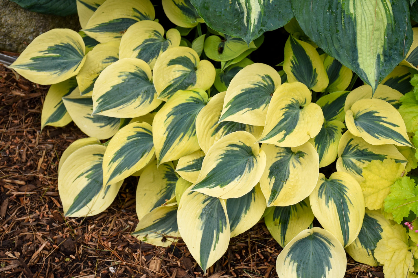 Shadowland® 'Autumn Frost' (Hosta hybrid)