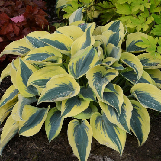Shadowland® 'Autumn Frost' (Hosta hybrid)