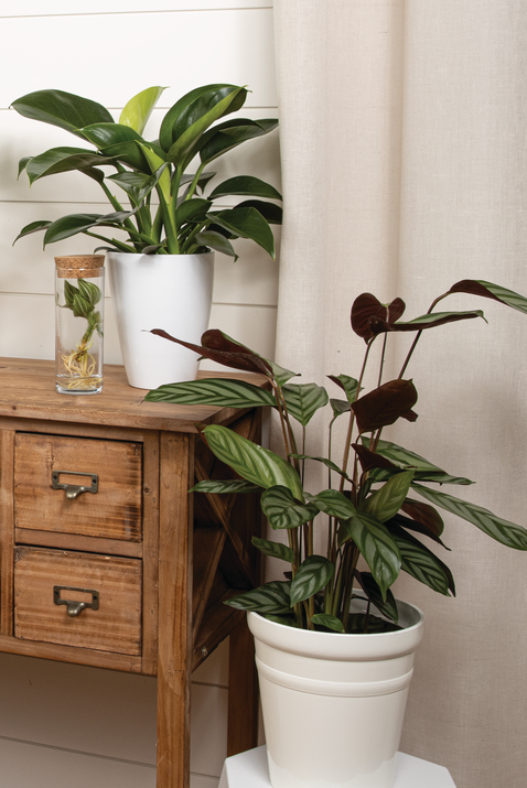 Sweet Dreams™ Exotica Never Never Plant (Ctenanthe setosa)