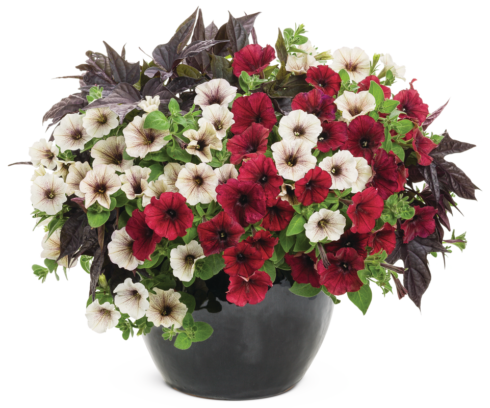 Sweet Caroline Raven™ Sweet Potato Vine (Ipomoea)