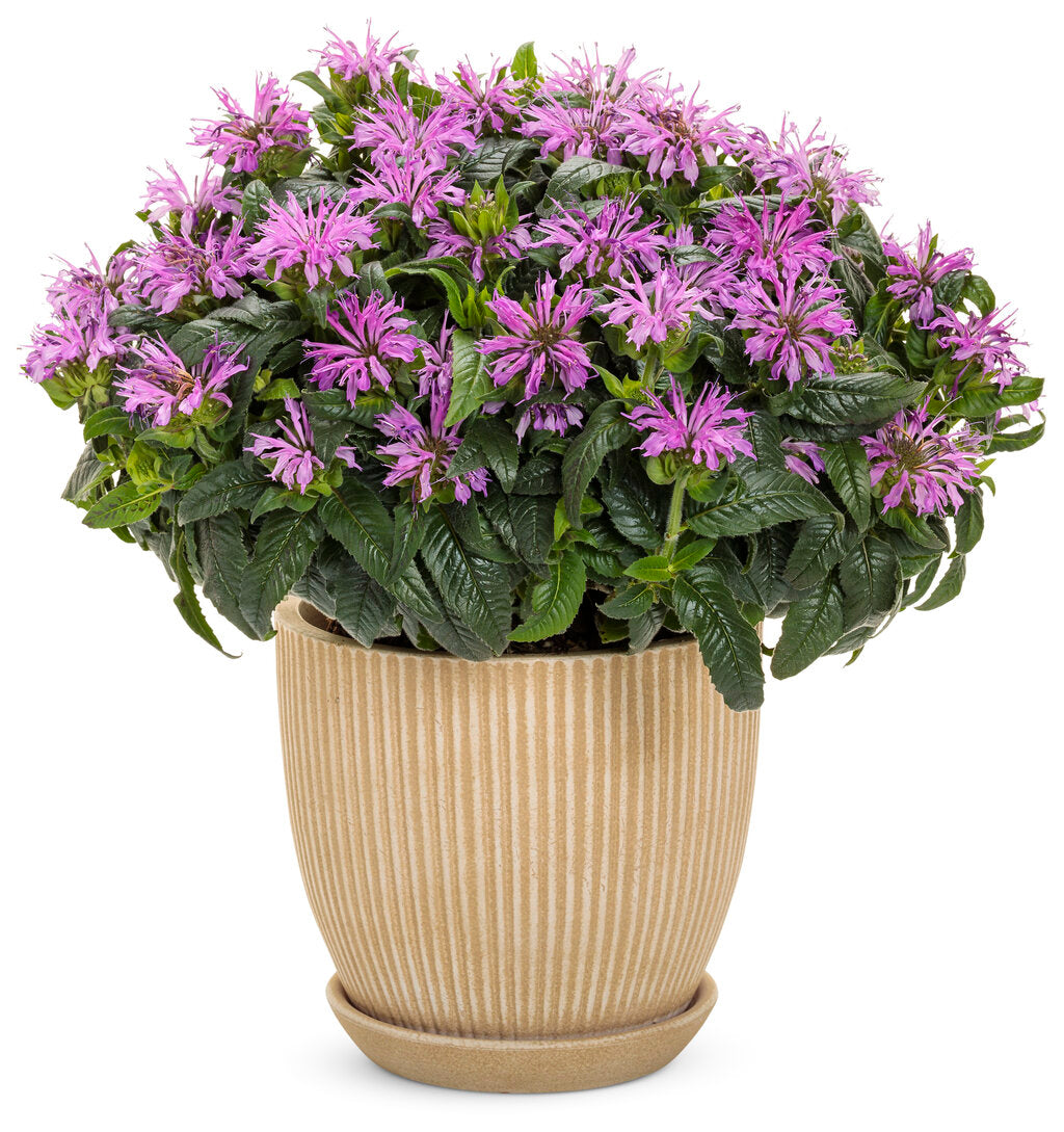 'Pardon My Lavender II' Bee Balm (Monarda)