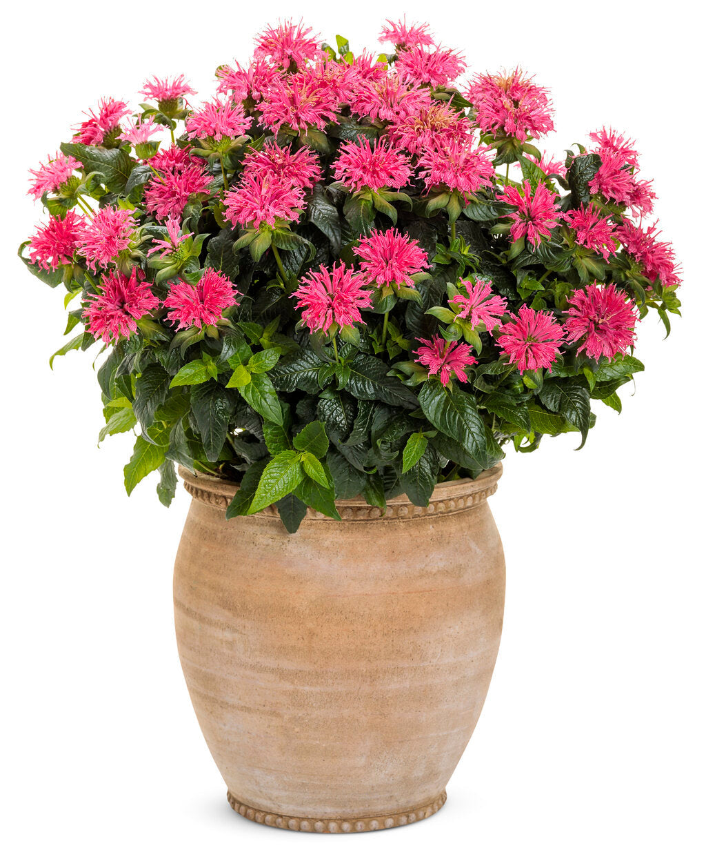 Bee Balm 'Pardon My Rose'