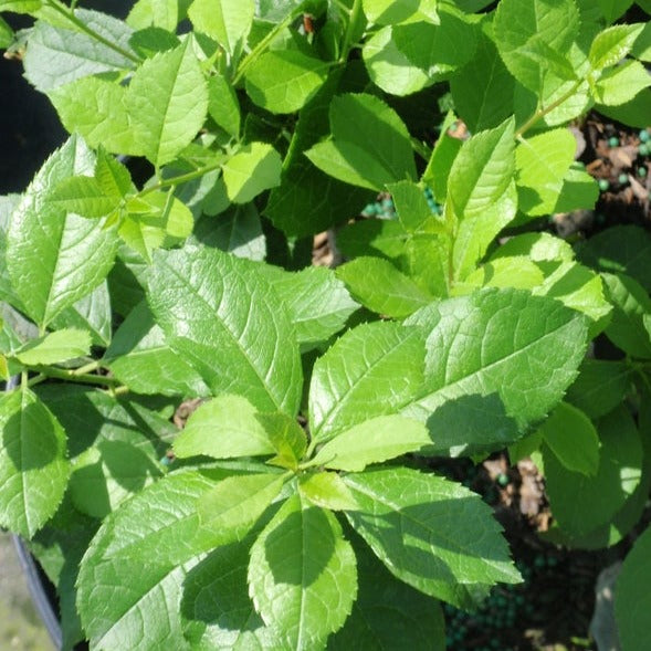 Mr. Poppins Winterberry (Ilex)