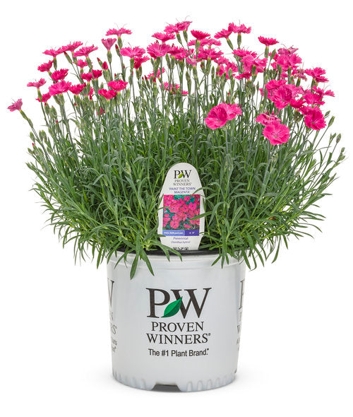 'Paint the Town Magenta' Pinks (Dianthus hybrid)
