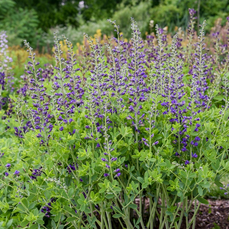 Decadence® Deluxe 'Periwinkle Popsicle' False Indigo (Baptisia hybrid)
