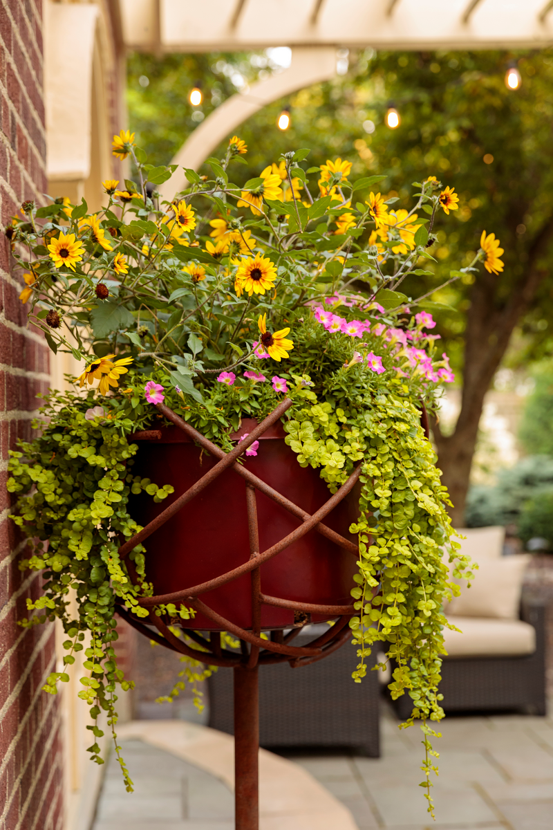 Goldilocks Creeping Jenny (Lysimachia)