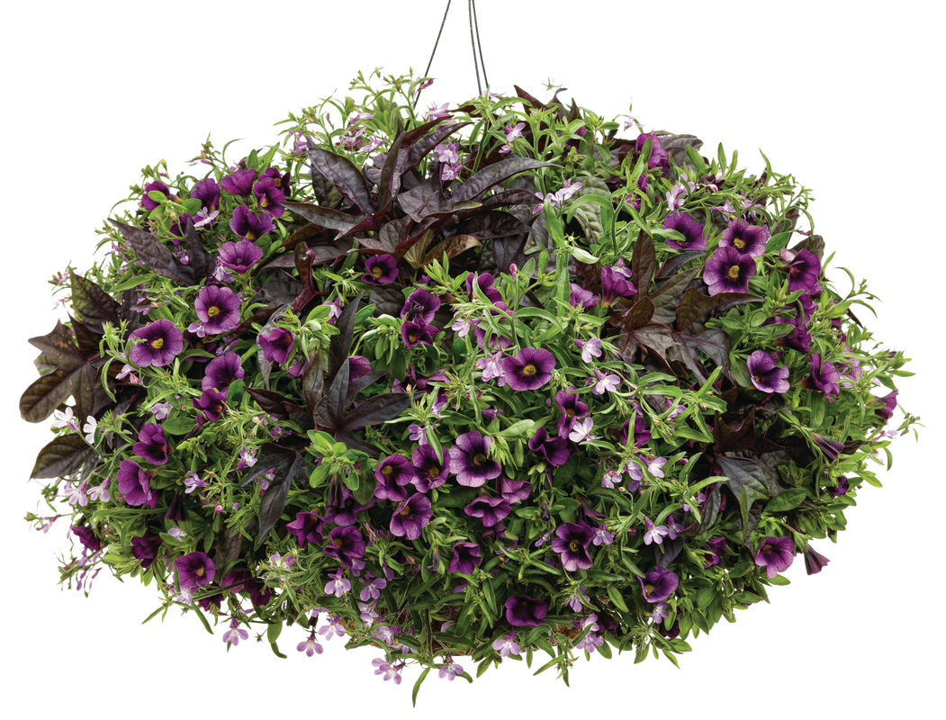 Sweet Caroline Raven™ Sweet Potato Vine (Ipomoea)