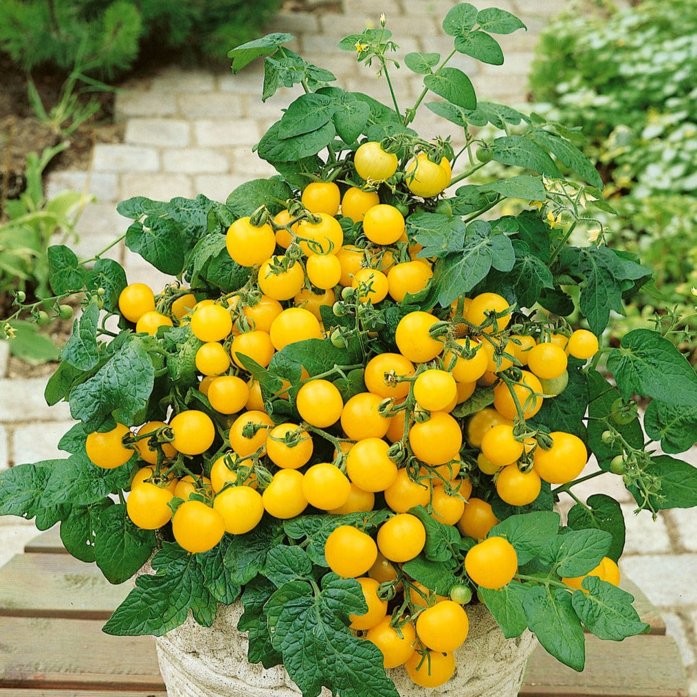 Seeds Tempting Tomatoes® Patio Sunshine Cherry Tomato (Solanum lycopersicum)