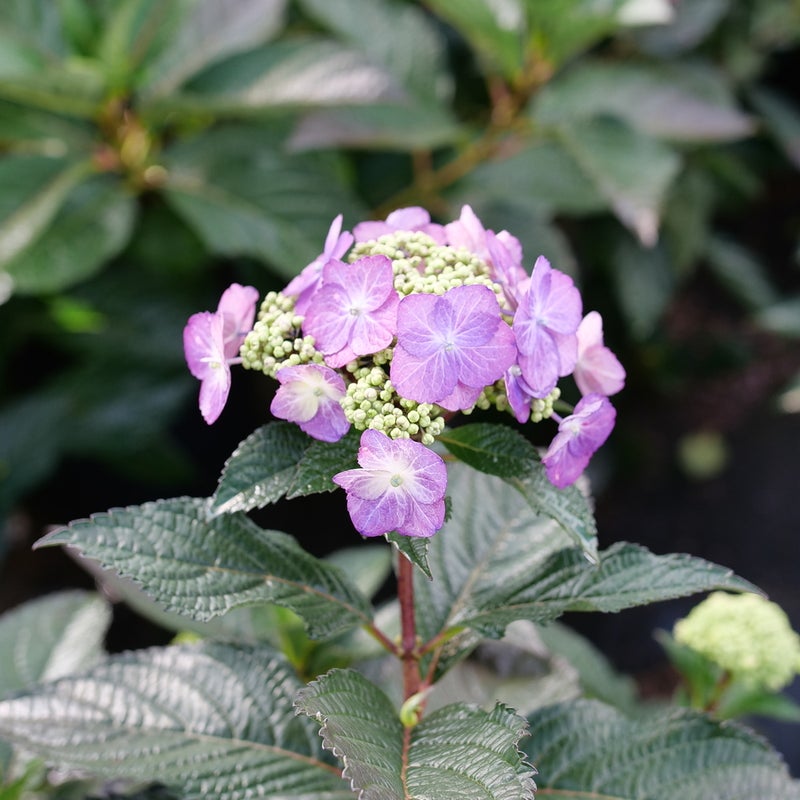 Tuff Stuff™ Top Fun Reblooming Mountain Hydrangea (Serrata)