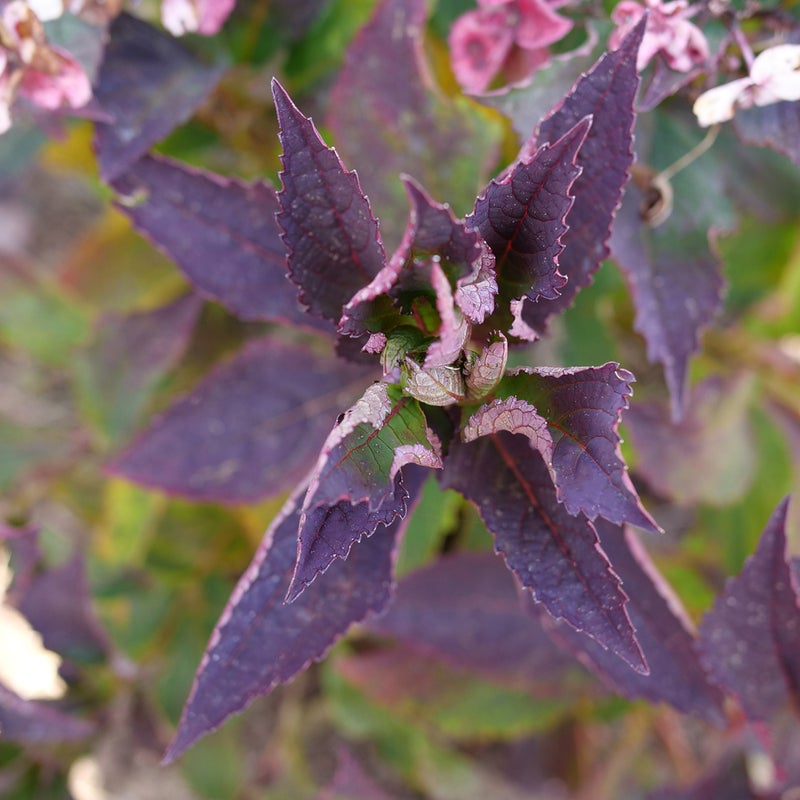 Tuff Stuff™ Top Fun Reblooming Mountain Hydrangea (Serrata)