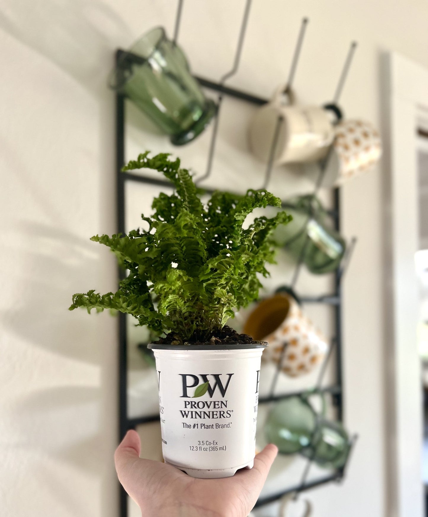 leafjoy littles™ Twirly Whirly™ Fern (Nephrolepis exaltata) - New Proven Winners® Product 2024