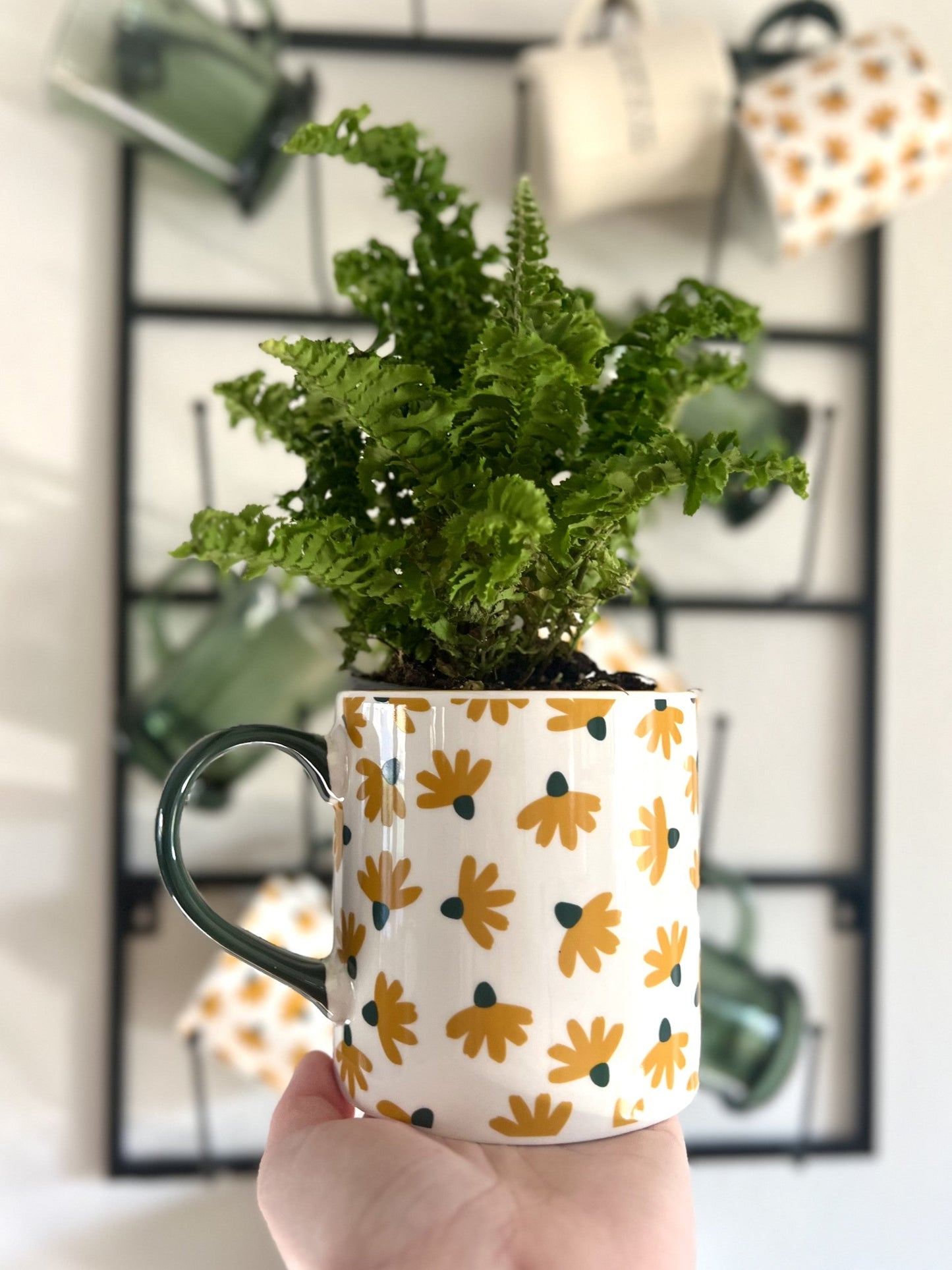 leafjoy littles™ Twirly Whirly™ Fern (Nephrolepis exaltata) - New Proven Winners® Product 2024