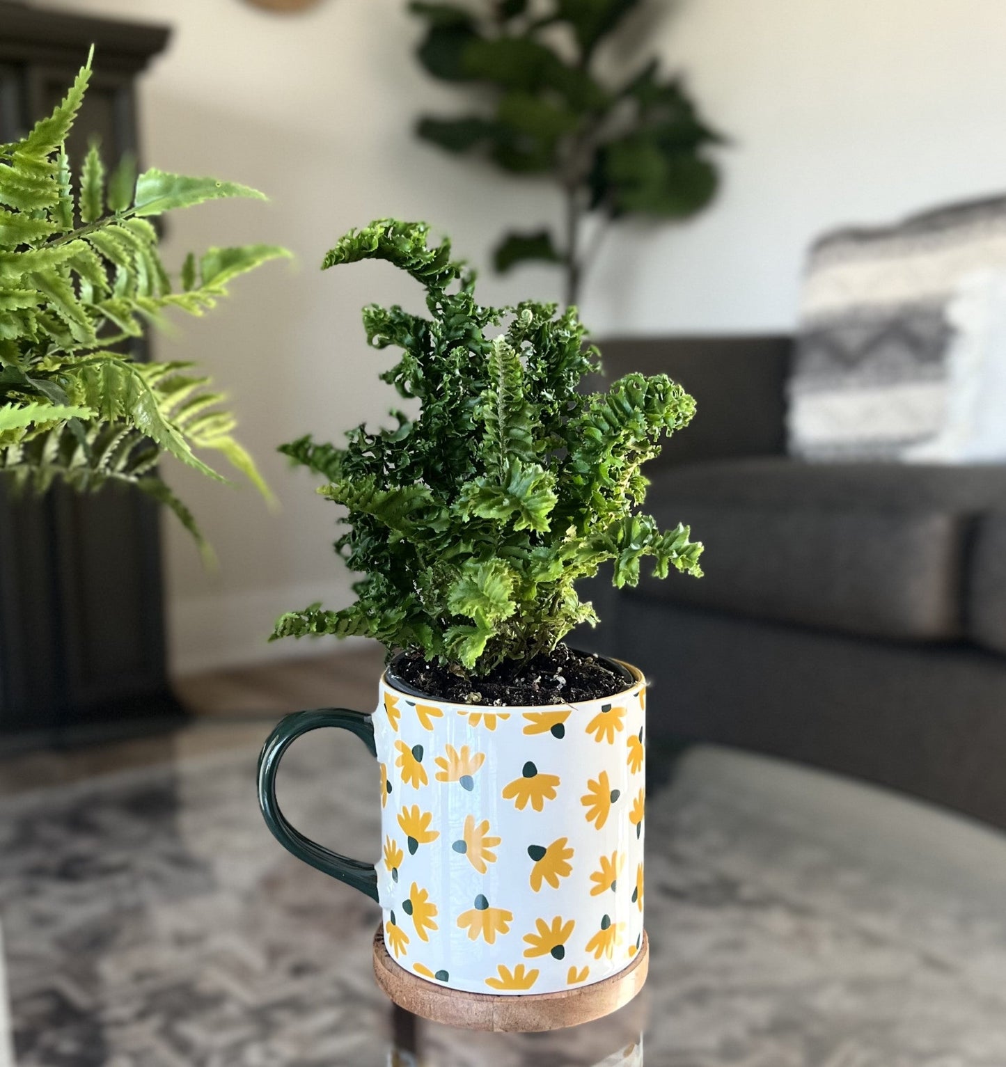 leafjoy littles™ Twirly Whirly™ Fern (Nephrolepis exaltata) - New Proven Winners® Product 2024