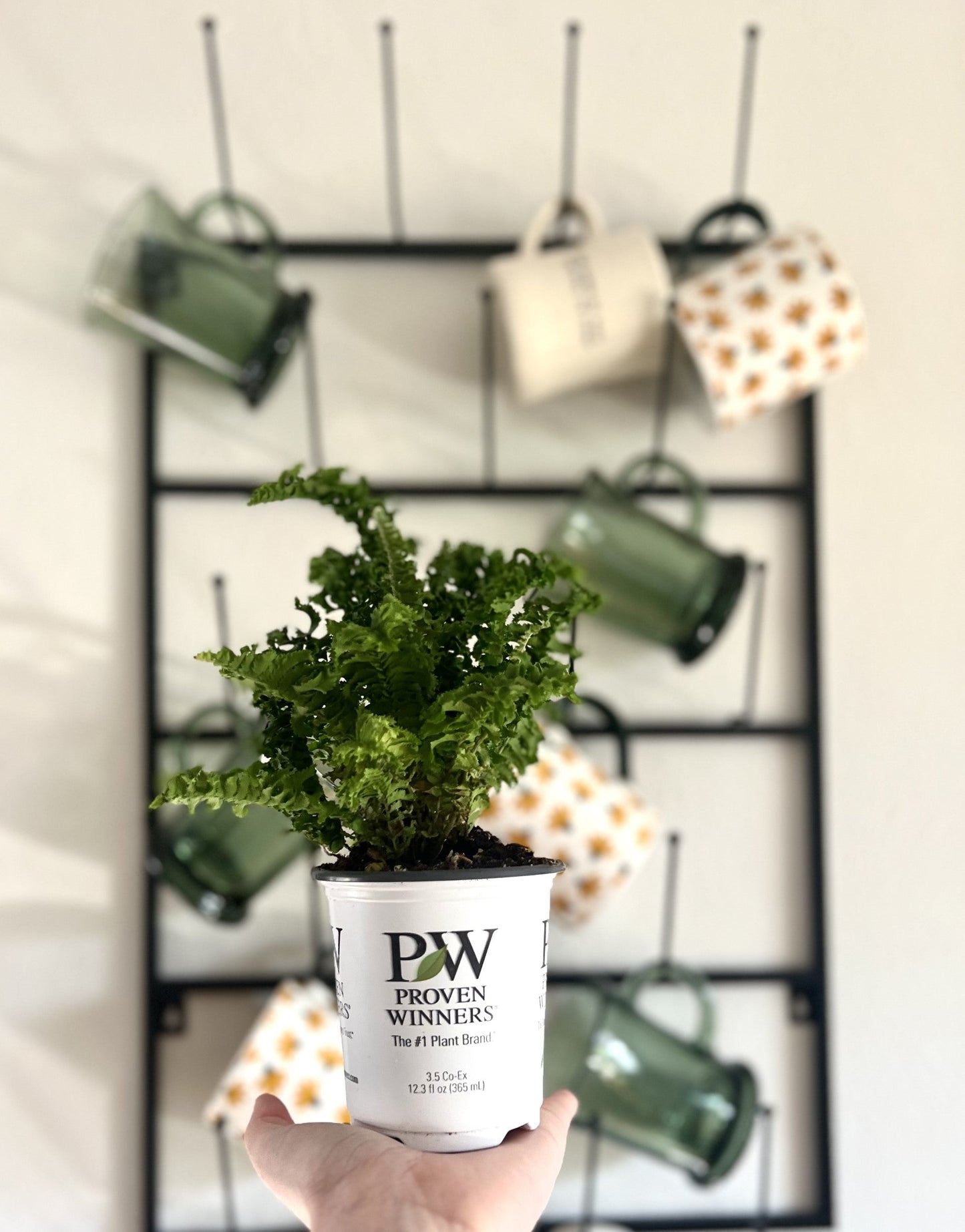 leafjoy littles™ Twirly Whirly™ Fern (Nephrolepis exaltata) - New Proven Winners® Product 2024