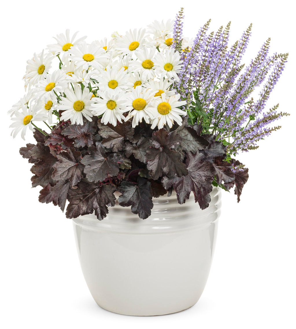 Primo® 'Black Pearl' Coral Bells (Heuchera hybrid)