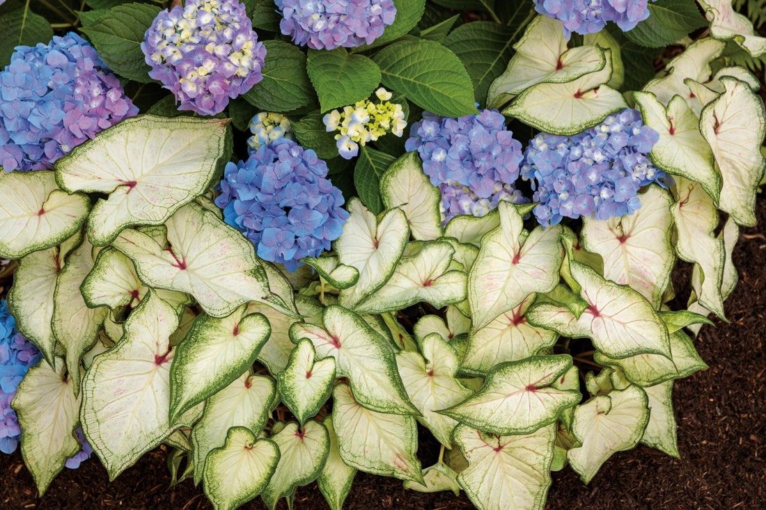Heart to Heart® Christmas Caladium™ 'White Star'