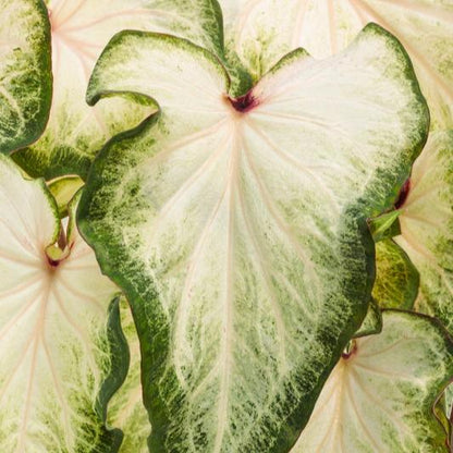 Heart to Heart® Christmas Caladium™ 'White Star'