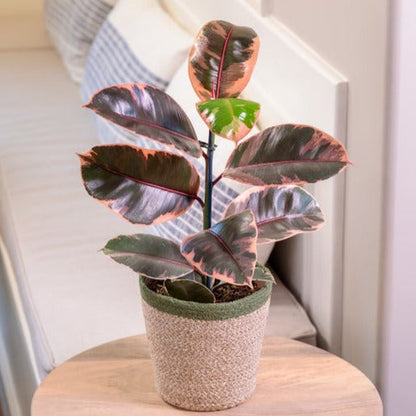 Chroma™ Ficus Belize (Elastica) - Rubber Plant