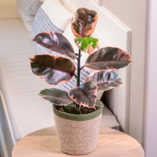 Chroma™ Ficus Belize (Elastica) - Rubber Plant