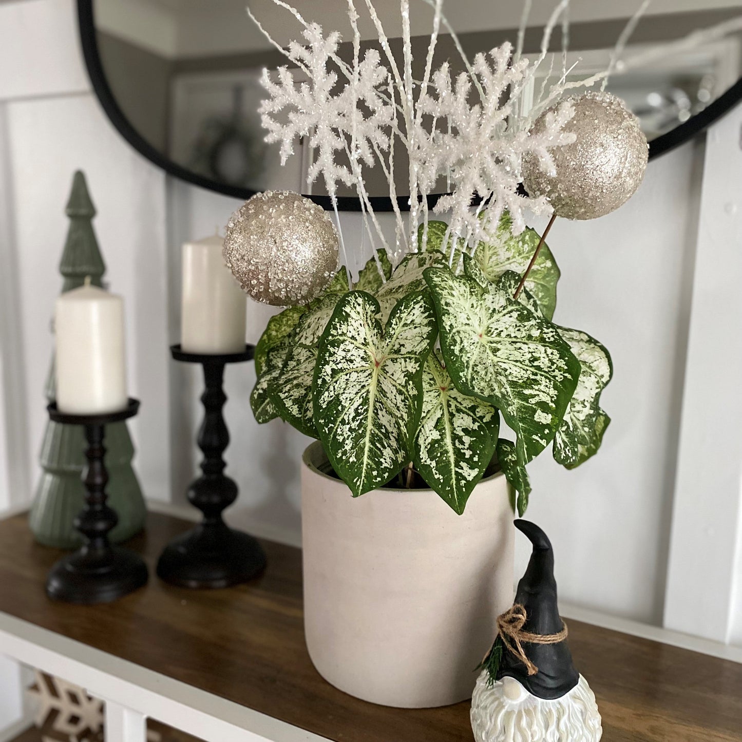 Heart to Heart® Christmas Caladium™ 'Snow Flurry'