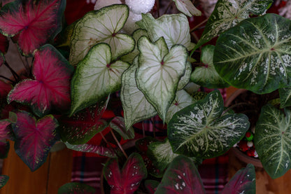 Heart to Heart® Christmas Caladium™ 'White Star'