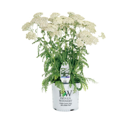 'Firefly Diamond' Yarrow (Achillea)