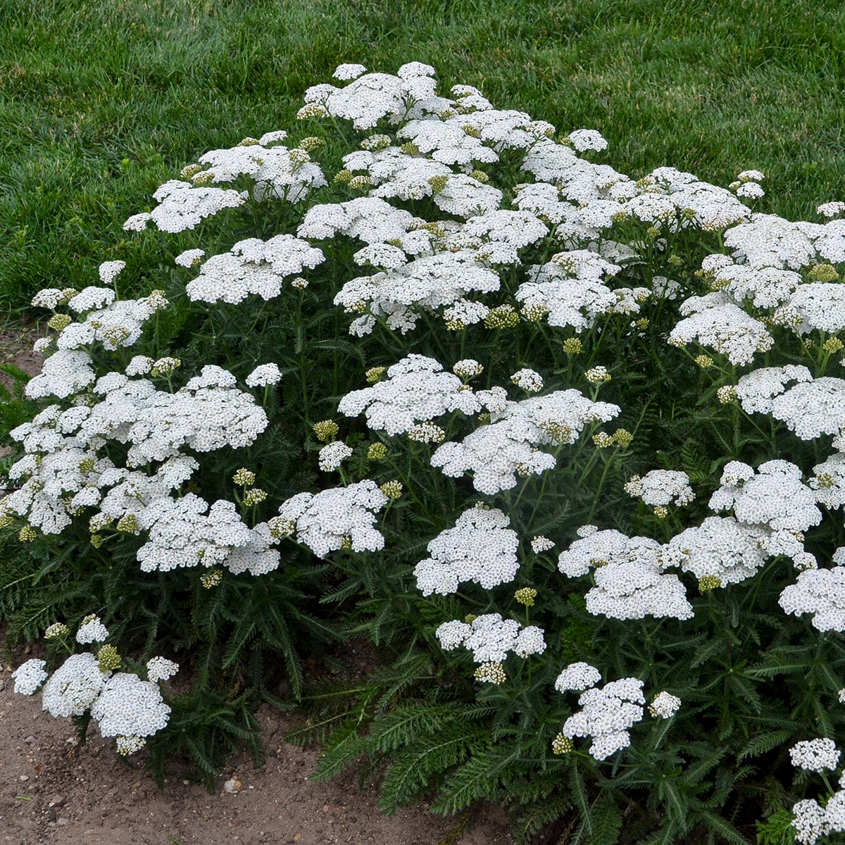 'Firefly Diamond' Yarrow (Achillea)