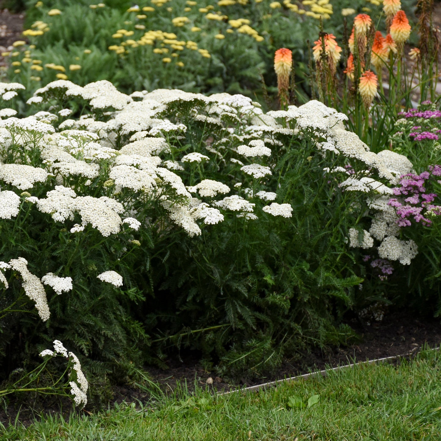 'Firefly Diamond' Yarrow (Achillea)
