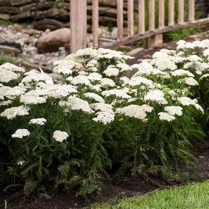 'Firefly Diamond' Yarrow (Achillea)