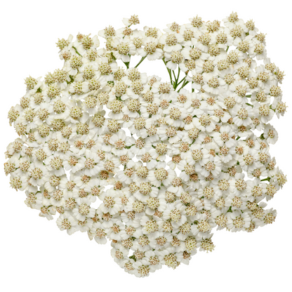 'Firefly Diamond' Yarrow (Achillea)