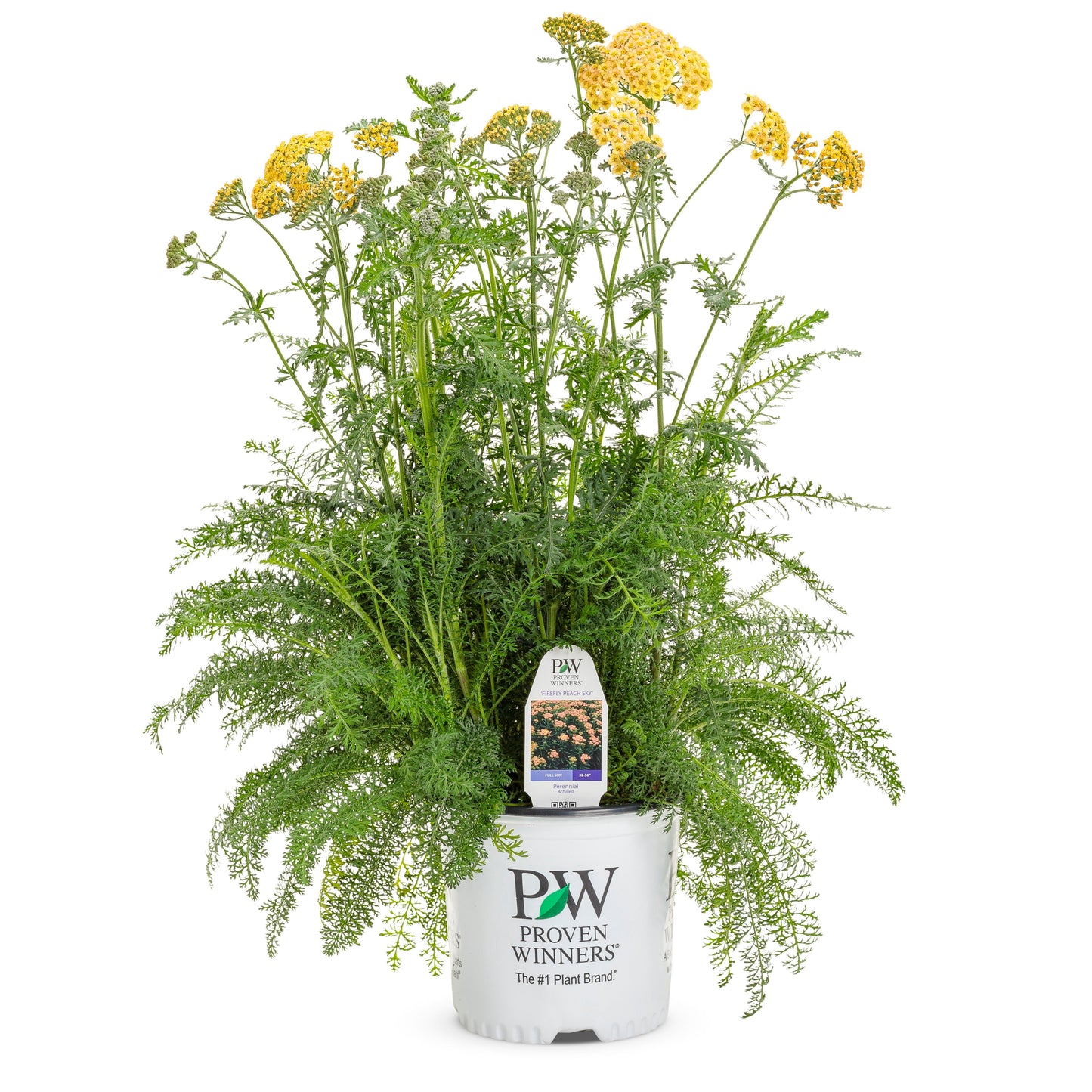 'Firefly Peach Sky' Yarrow (Achillea)