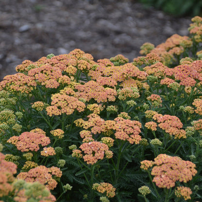 'Firefly Peach Sky' Yarrow (Achillea)