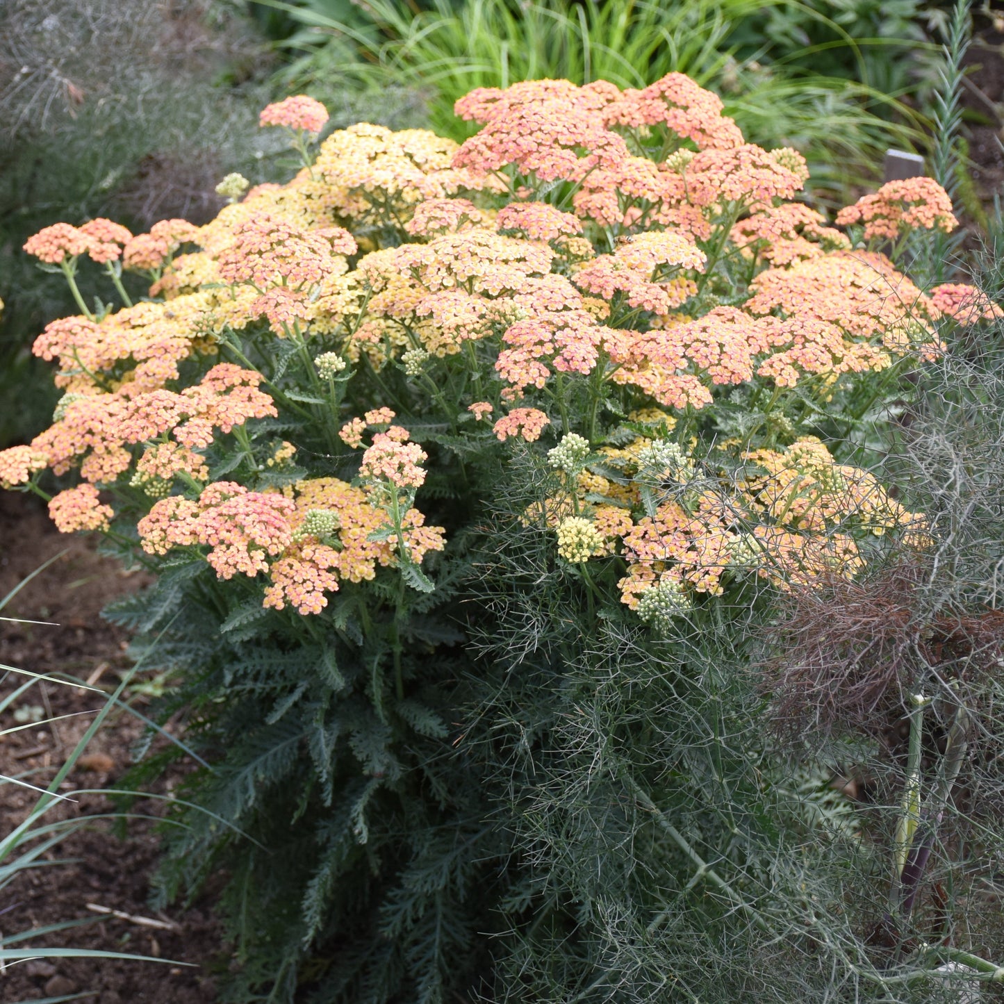 'Firefly Peach Sky' Yarrow (Achillea)