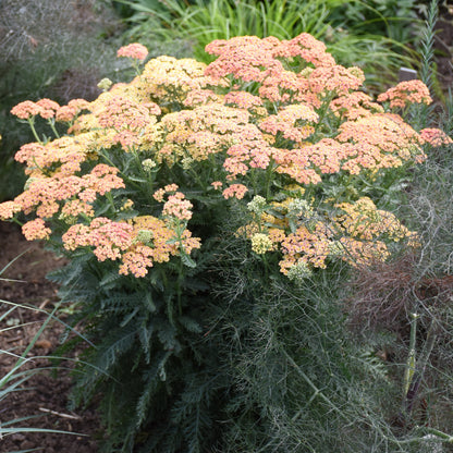 'Firefly Peach Sky' Yarrow (Achillea)