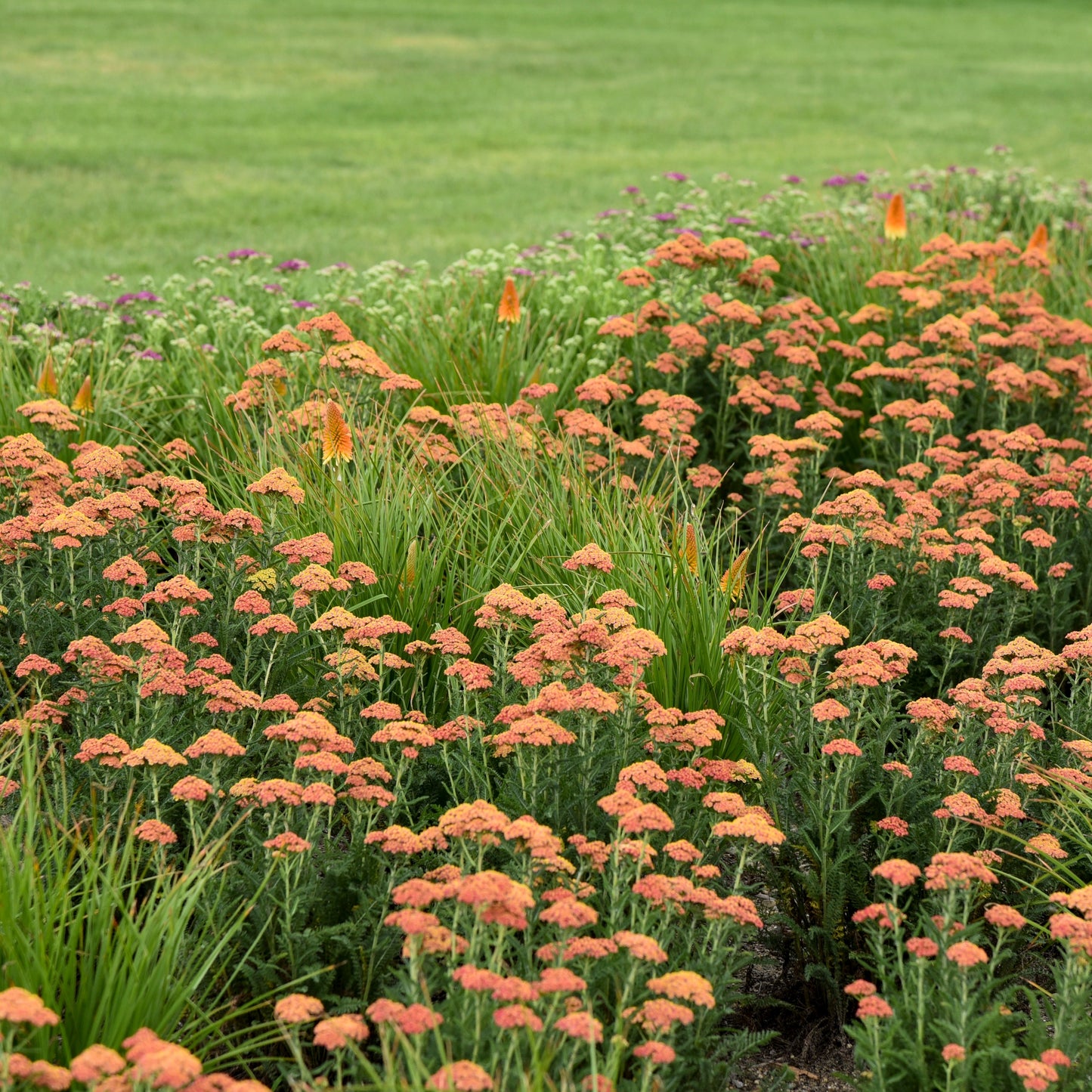 'Firefly Peach Sky' Yarrow (Achillea)
