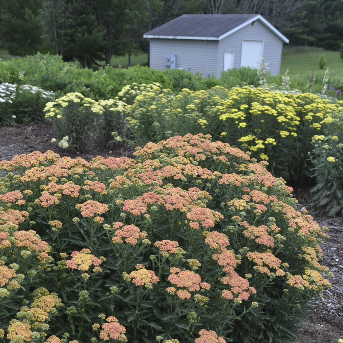 'Firefly Peach Sky' Yarrow (Achillea)