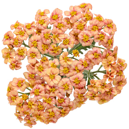 'Firefly Peach Sky' Yarrow (Achillea)