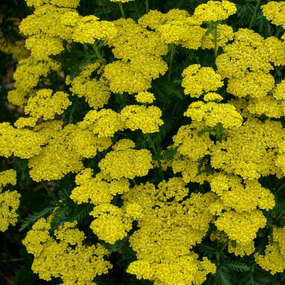 'Firefly Sunshine' Yarrow up close.