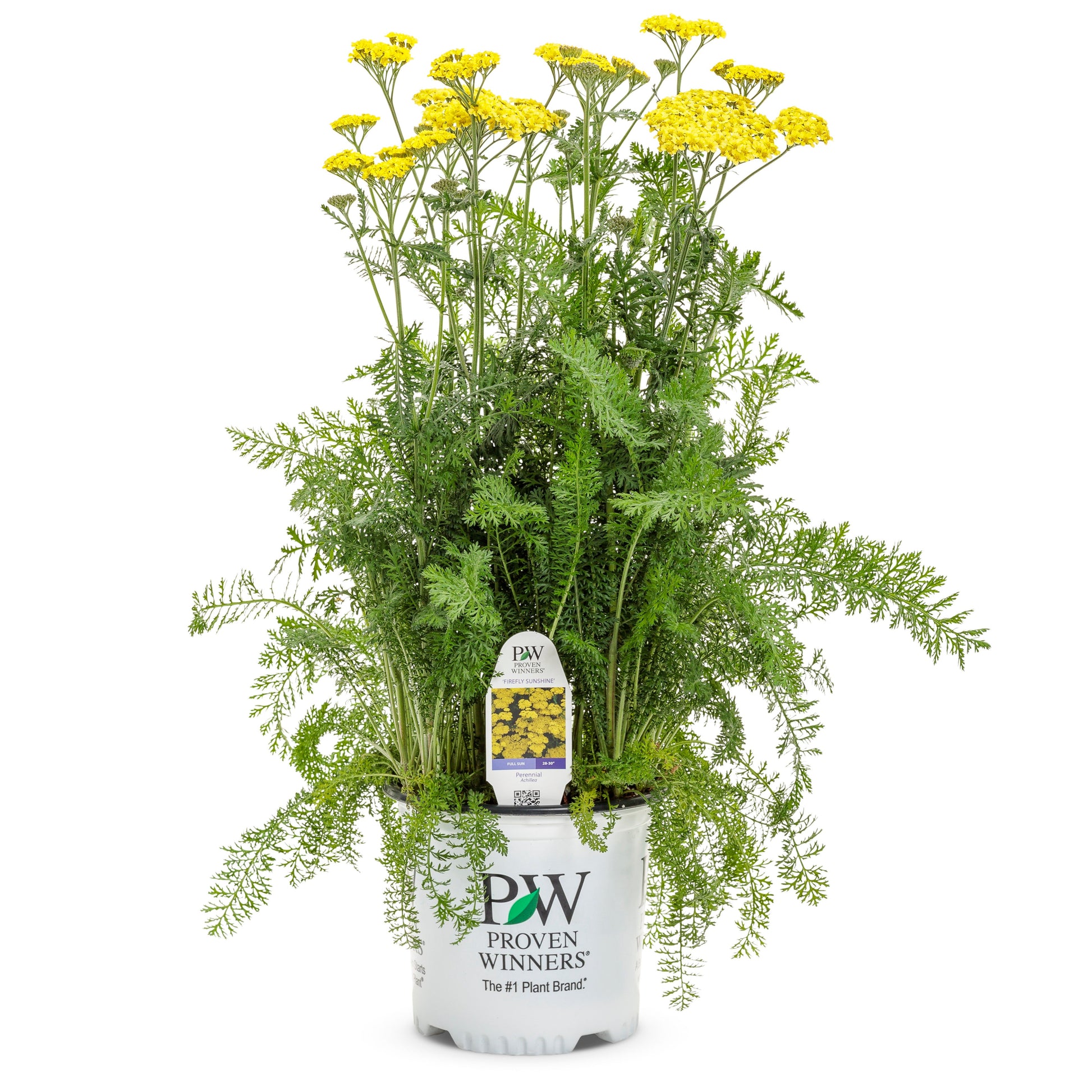 Potted plant with yellow flowers and green leaves on a white background