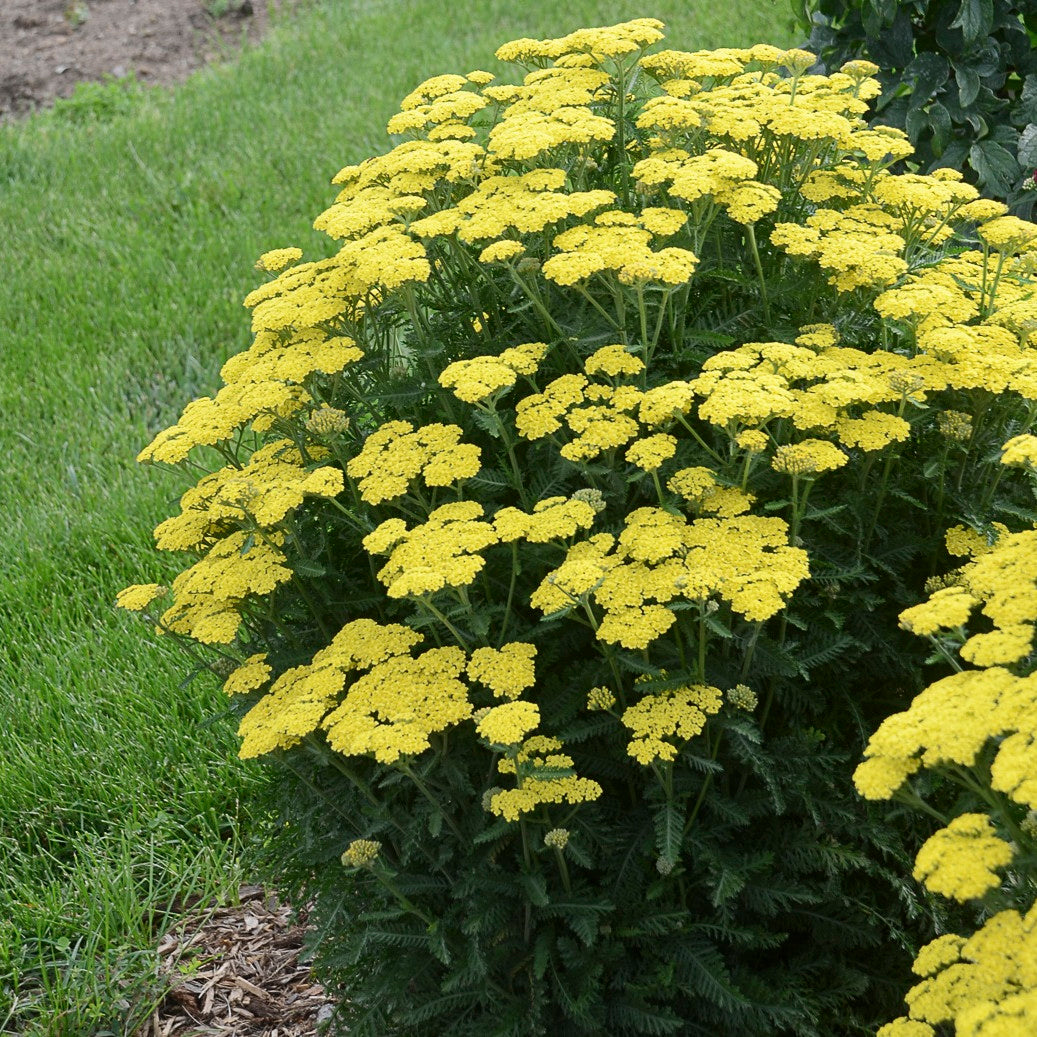 'Firefly Sunshine' Yarrow (Achillea)