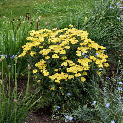 'Firefly Sunshine' Yarrow (Achillea)
