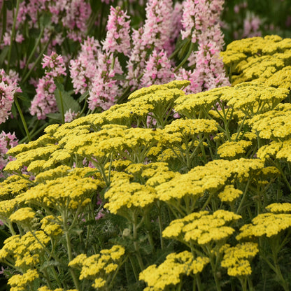 'Firefly Sunshine' Yarrow (Achillea)