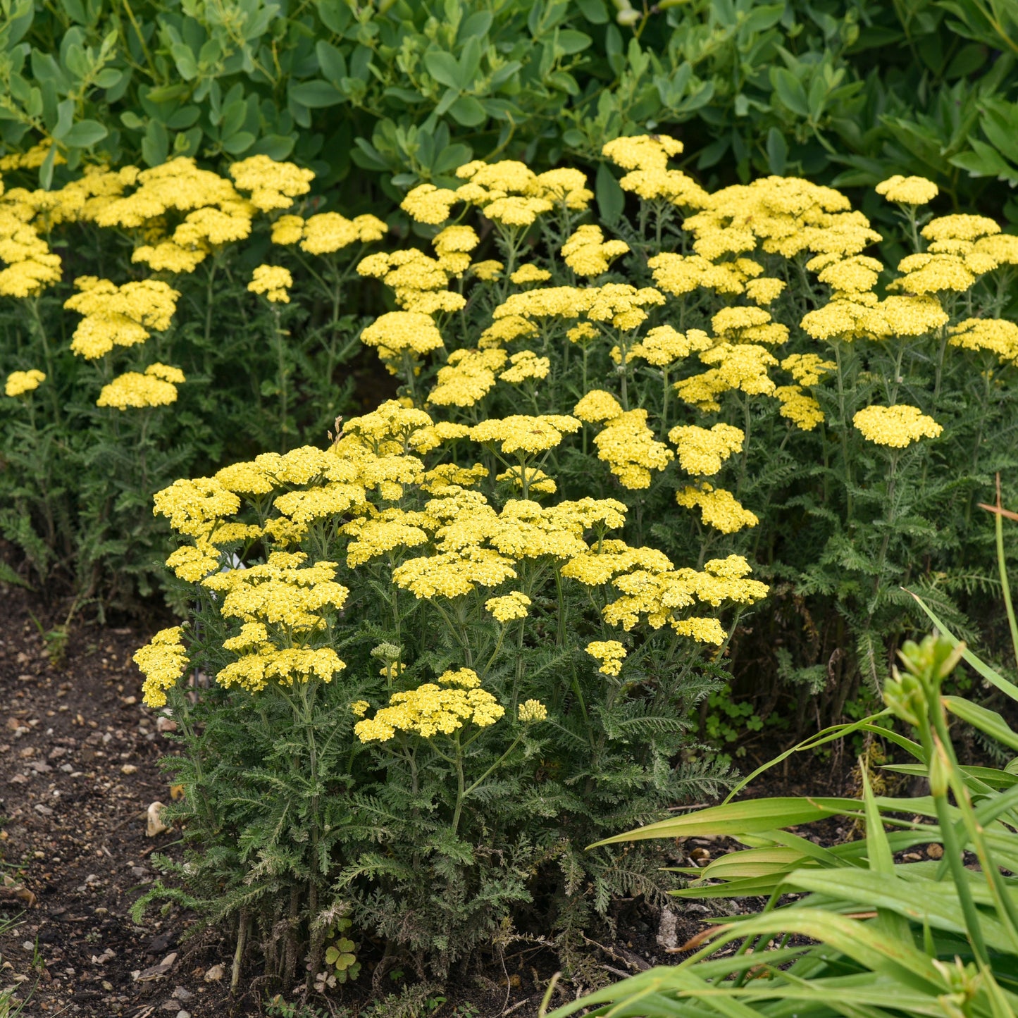 'Firefly Sunshine' Yarrow (Achillea)