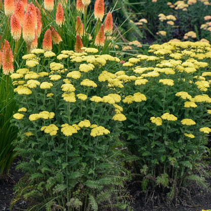 'Firefly Sunshine' Yarrow (Achillea)
