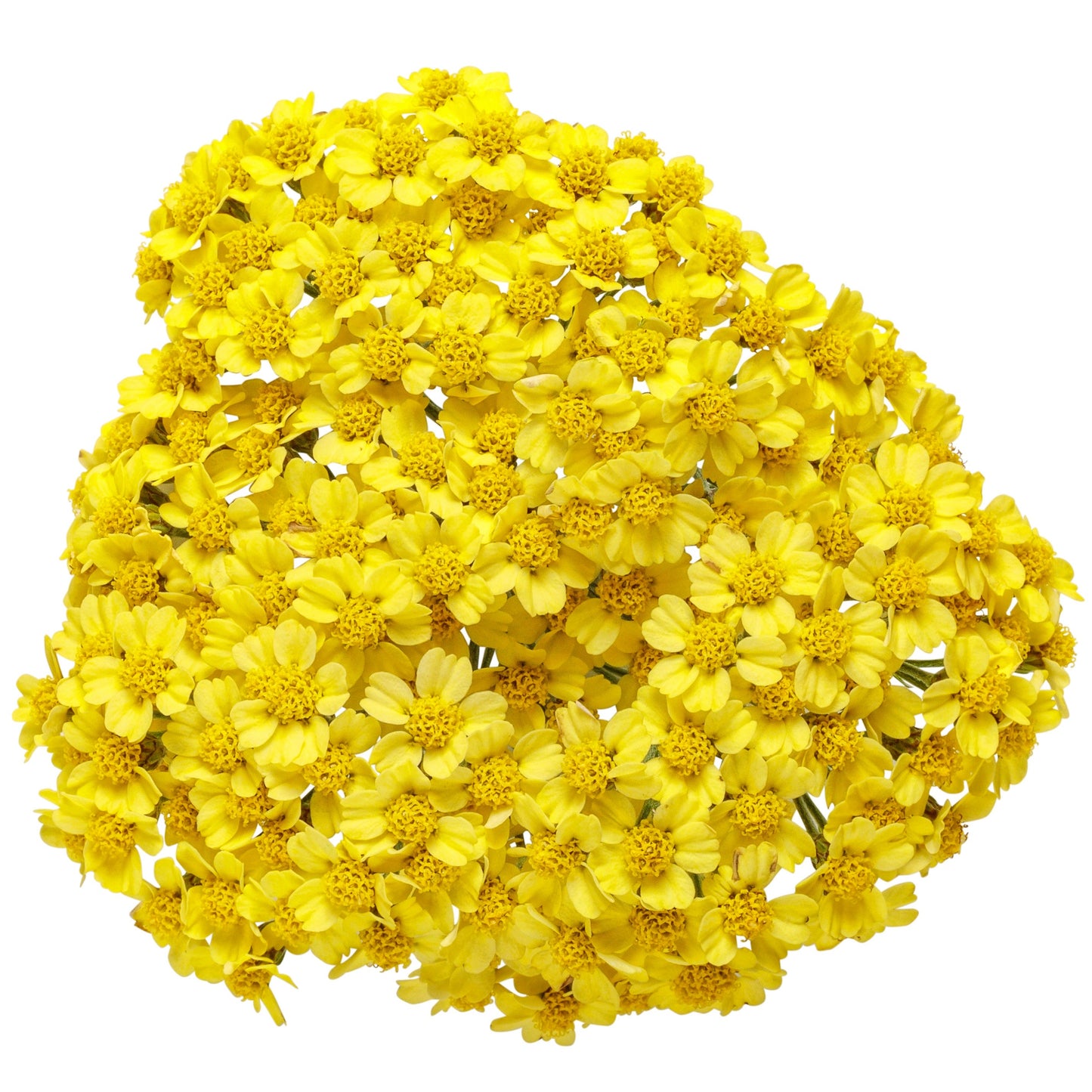 'Firefly Sunshine' Yarrow (Achillea)
