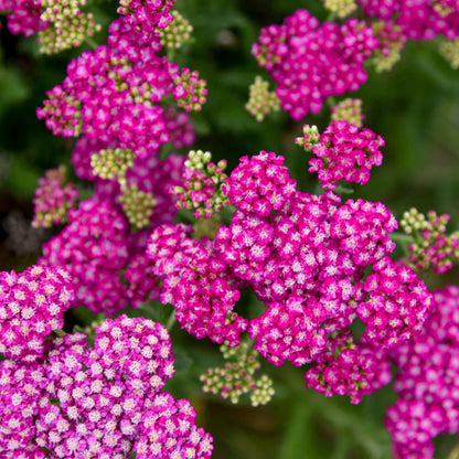 'Firefly Fuchsia' Yarrow (Achillea)