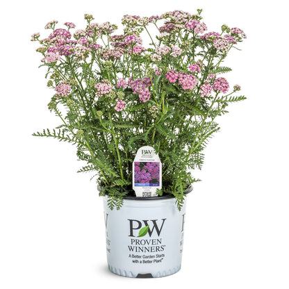 'Firefly Fuchsia' Yarrow (Achillea)