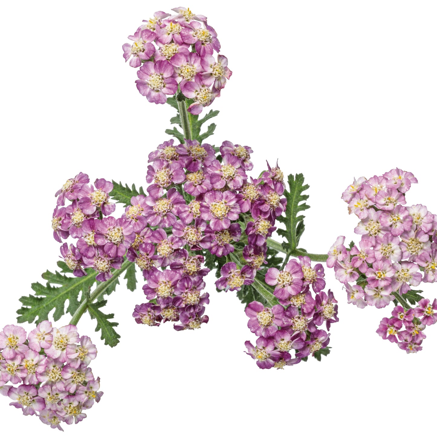 'Firefly Fuchsia' Yarrow (Achillea)
