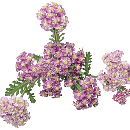 'Firefly Fuchsia' Yarrow (Achillea)
